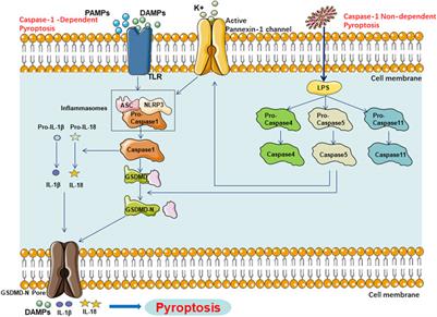 The role and mechanism of pyroptosis and potential therapeutic targets in non-alcoholic fatty liver disease (NAFLD)